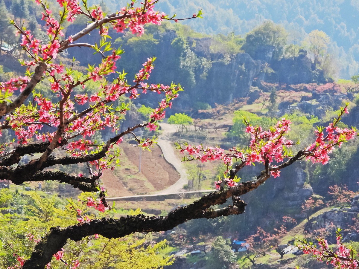 鹰嘴桃花出连平