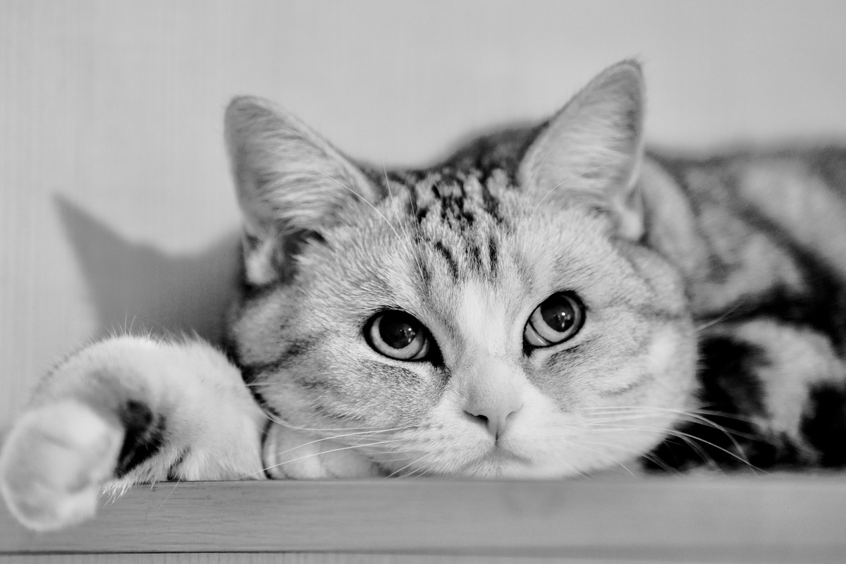 家里的小猫儿豆出镜
