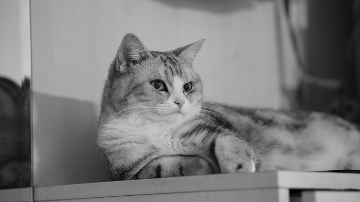 家里的小猫儿豆出镜