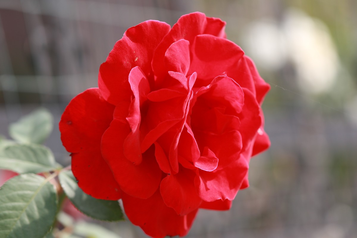 红花绿叶黄花