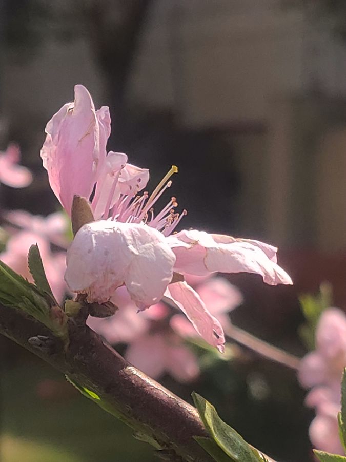 花卉系列【5230】