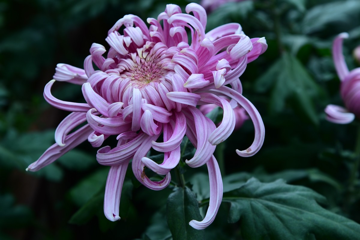 昆明------花海    【2023大观楼菊展】