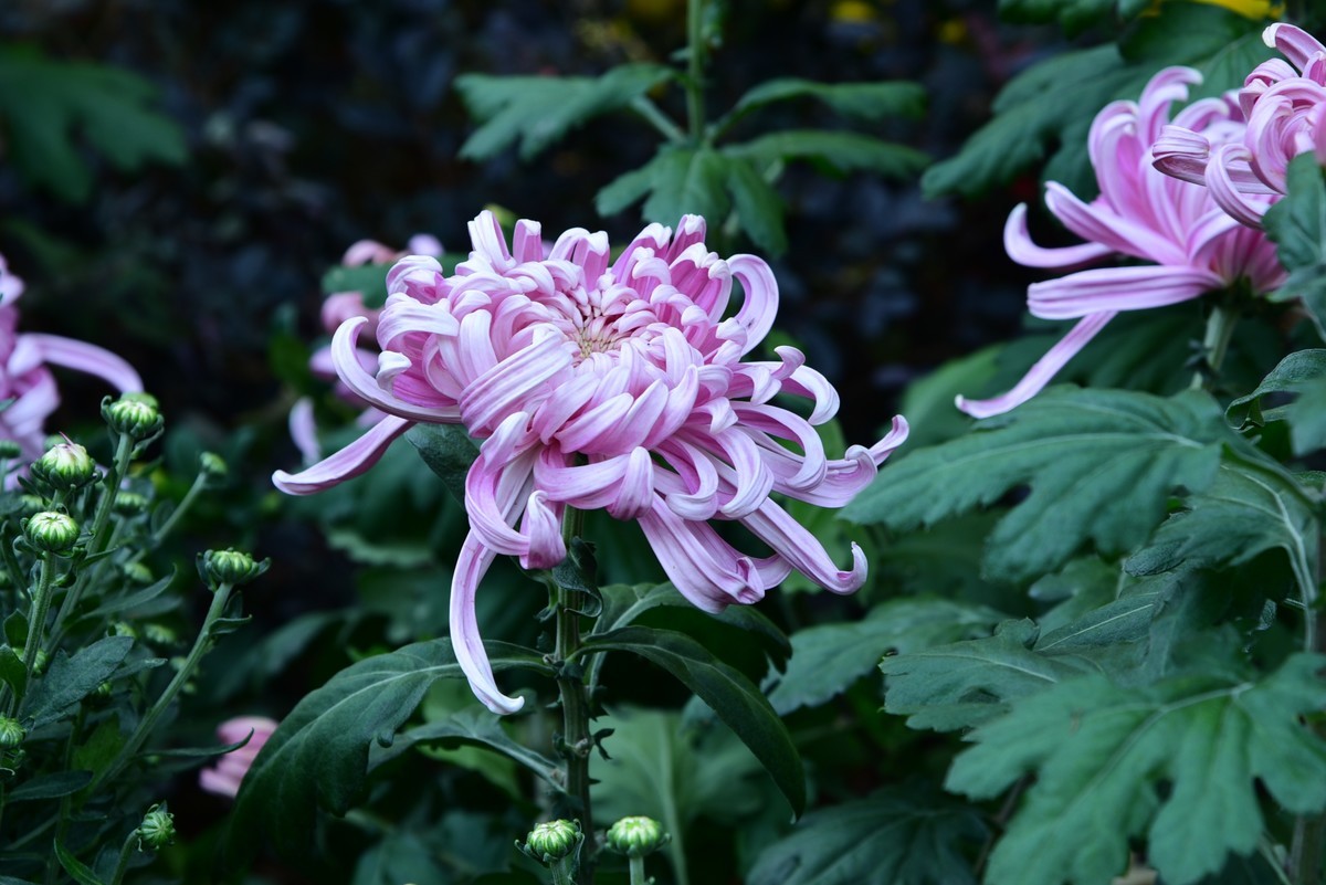 昆明------花海    【2023大观楼菊展】