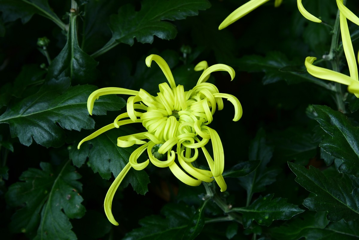 昆明------花海    【2023大观楼菊展】