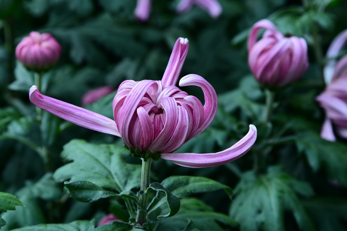 昆明------花海    【2023大观楼菊展】