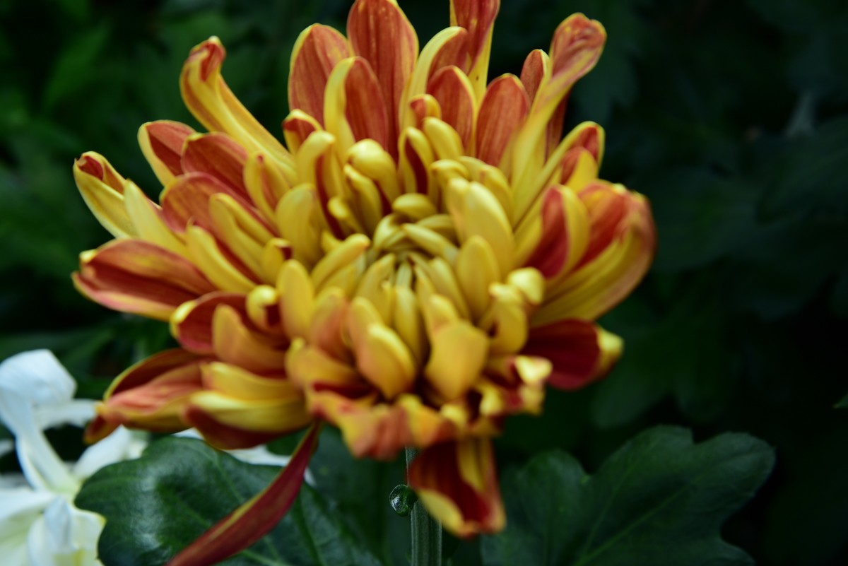 昆明------花海    【2023大观楼菊展】