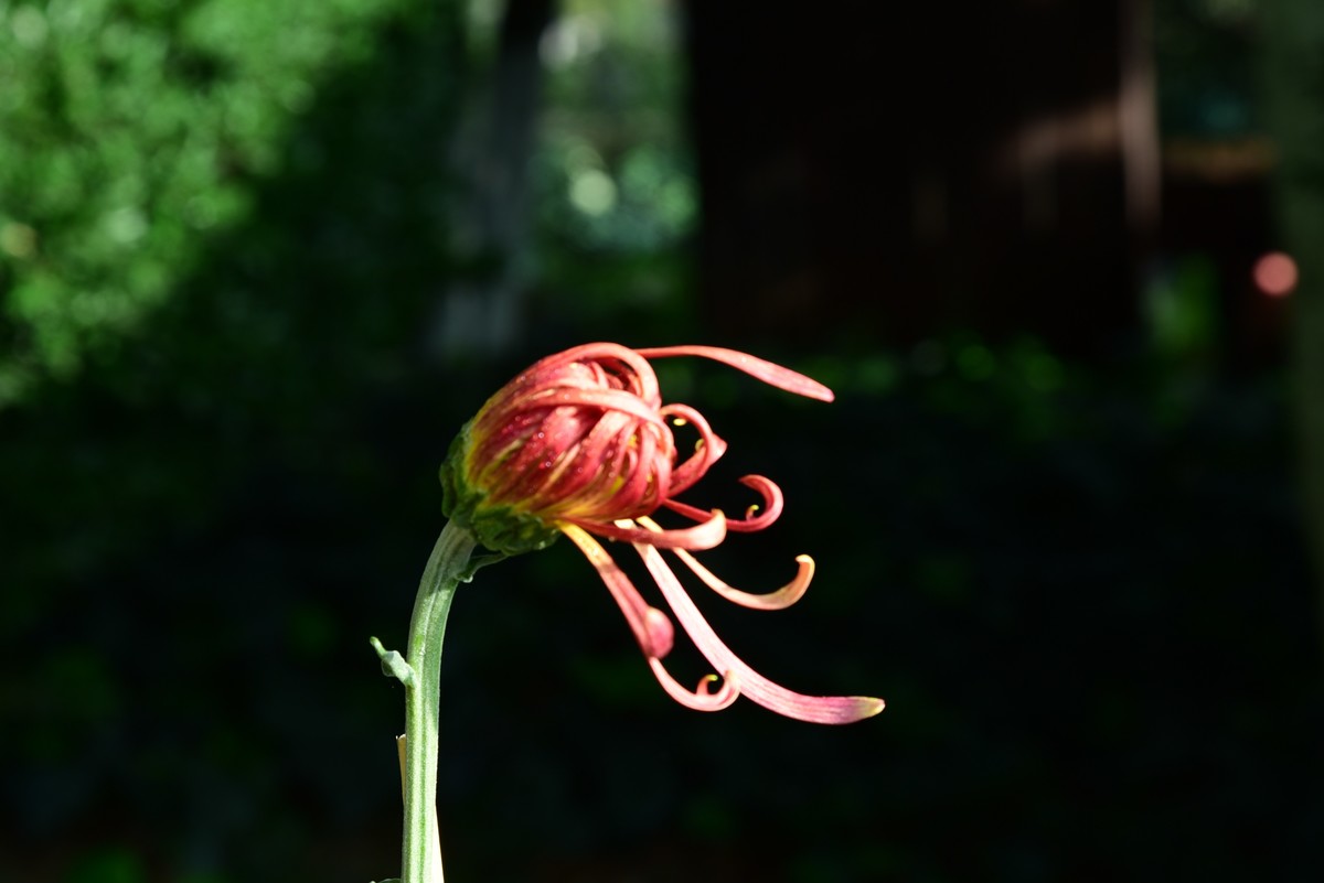 昆明------花海    【2023大观楼菊展】