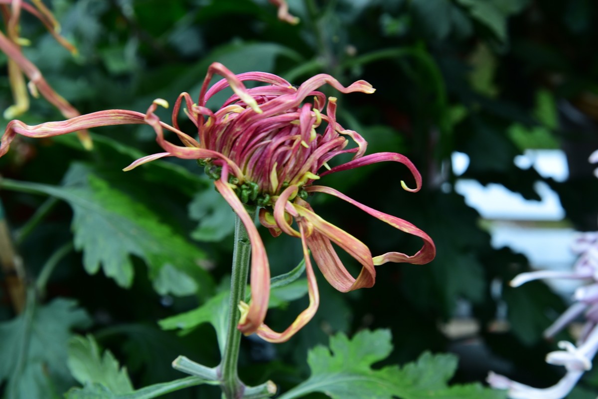 昆明------花海    【2023大观楼菊展】