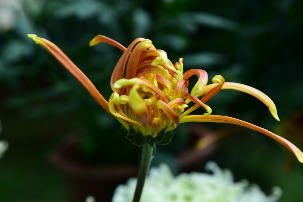 昆明------花海    【2023大观楼菊展】