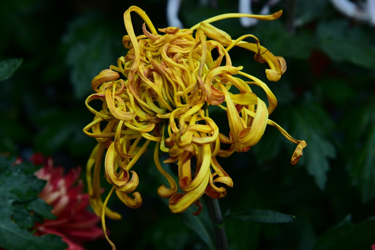 昆明------花海    【2023大观楼菊展】