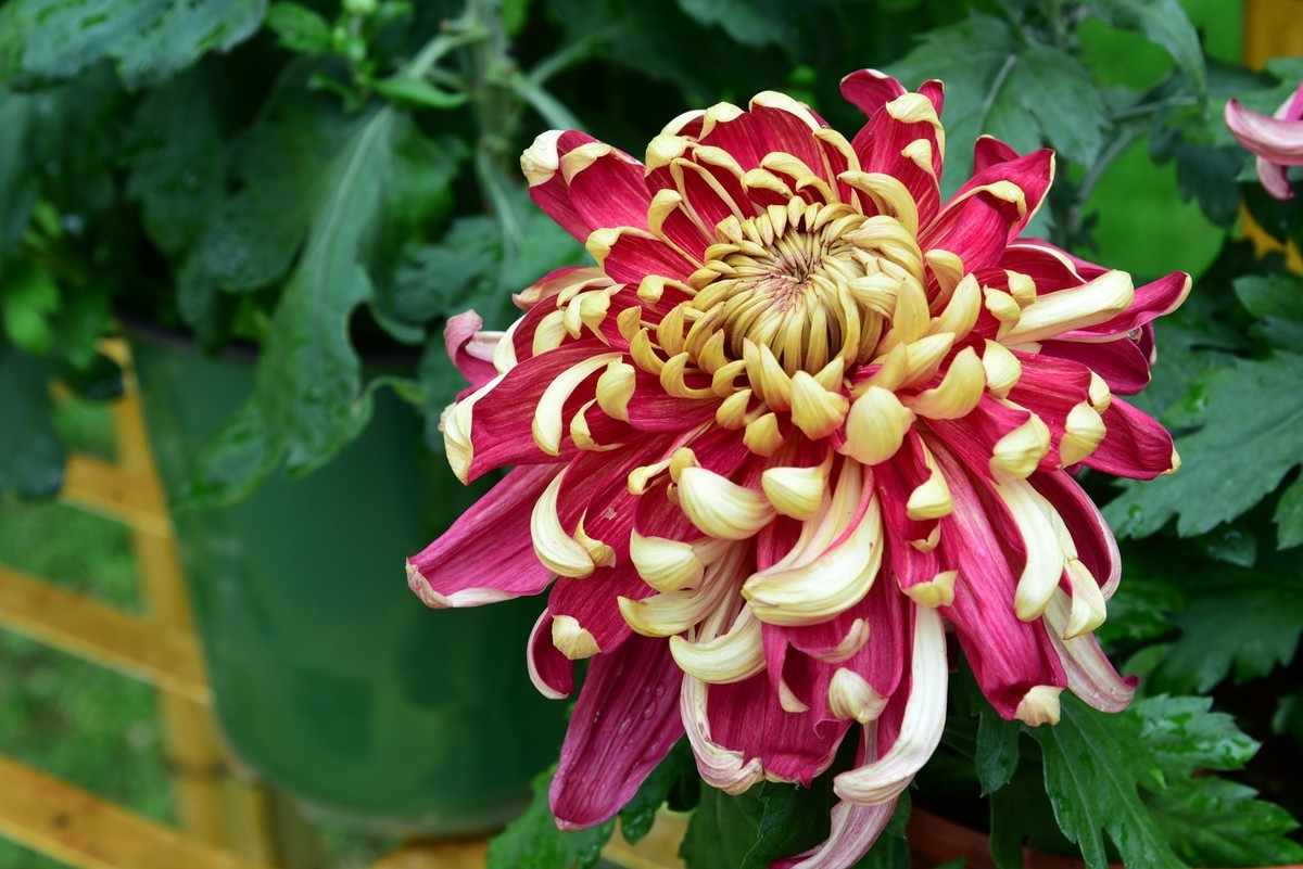 昆明------花海    【2023大观楼菊展】