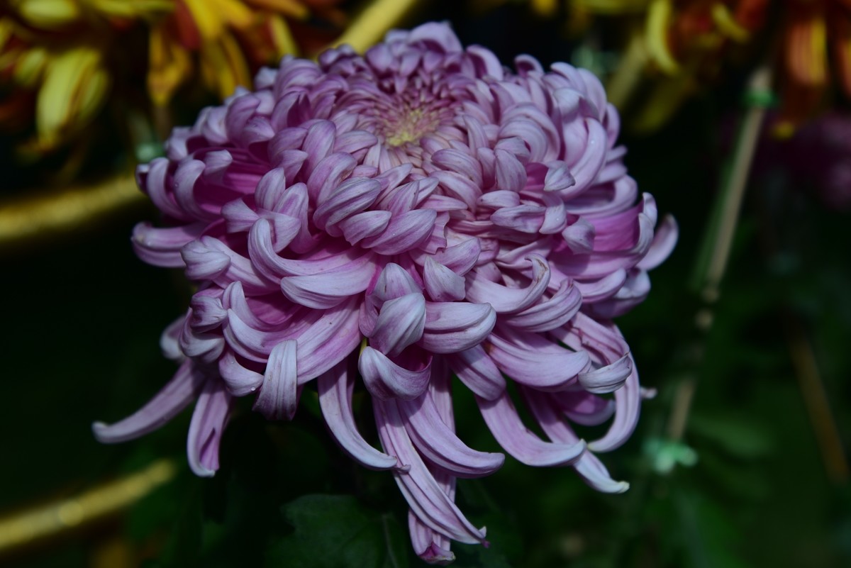 昆明------花海    【2023大观楼菊展】