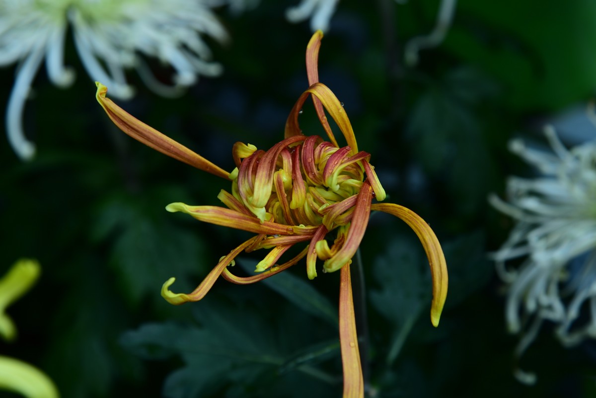 昆明------花海    【2023大观楼菊展】