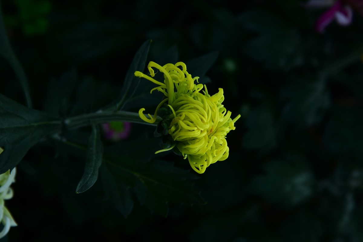 昆明------花海    【2023大观楼菊展】