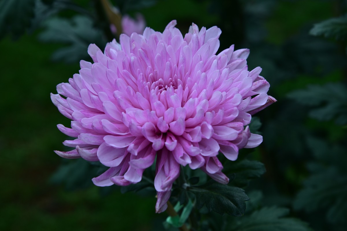 昆明------花海    【2023大观楼菊展】