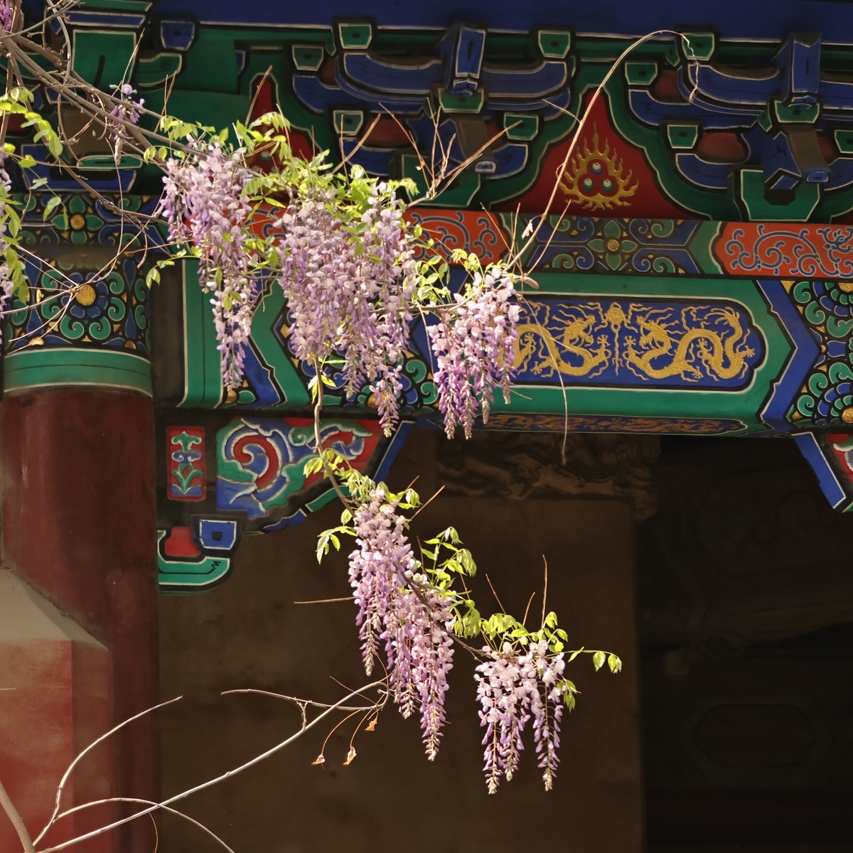 百年紫藤展新姿