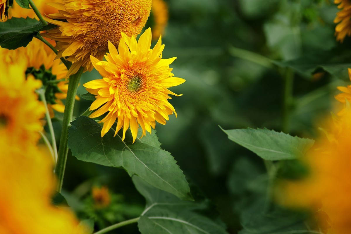 叫花式街舞的向阳花