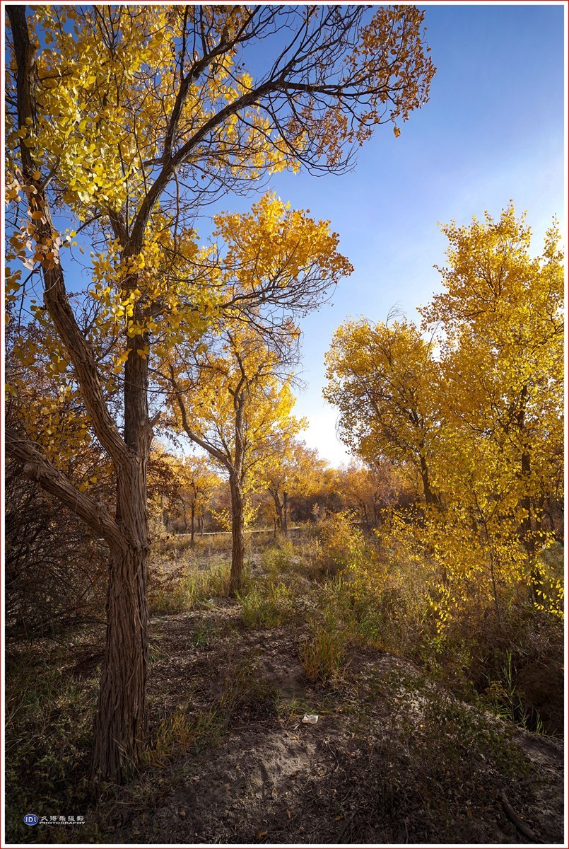 2024-（210）泽普金胡杨林公园（六）