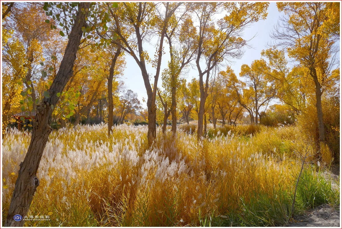 2024-（210）泽普金胡杨林公园（六）