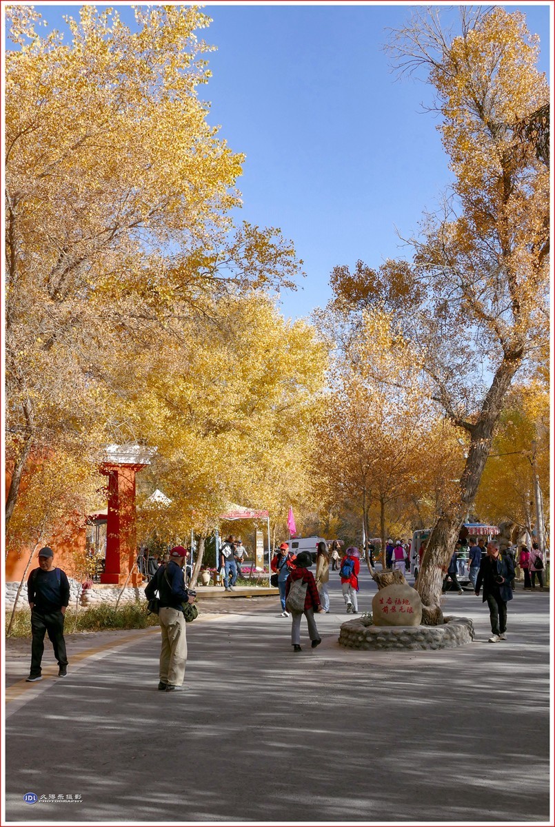 2024-（210）泽普金胡杨林公园（六）