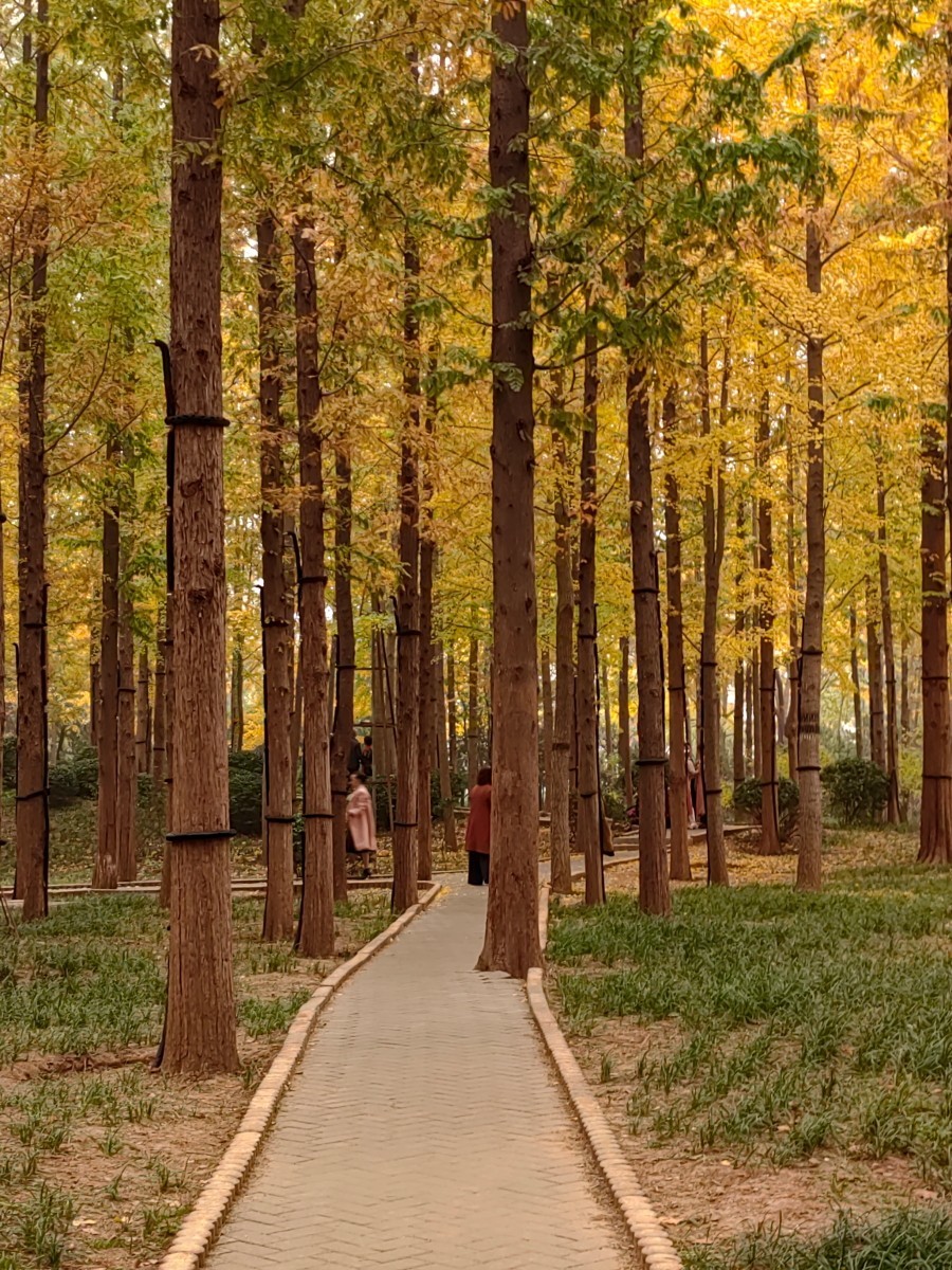 外出随拍（续213）.