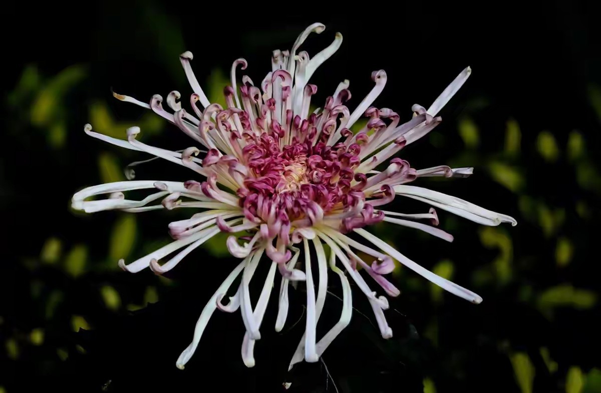 不是花中偏爱菊，此花开尽更无花