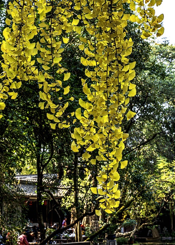 四川成都--崇州--罨画池秋色【10】