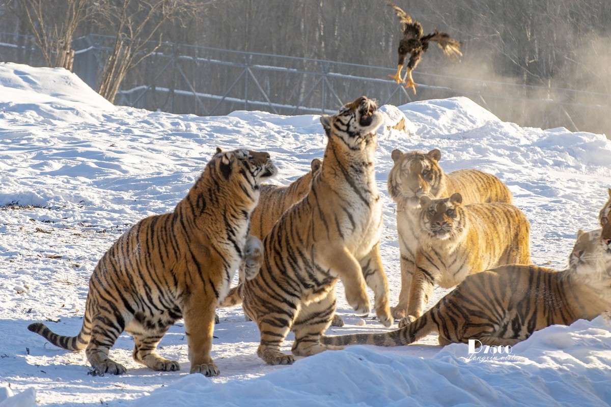 东北虎林园（46）