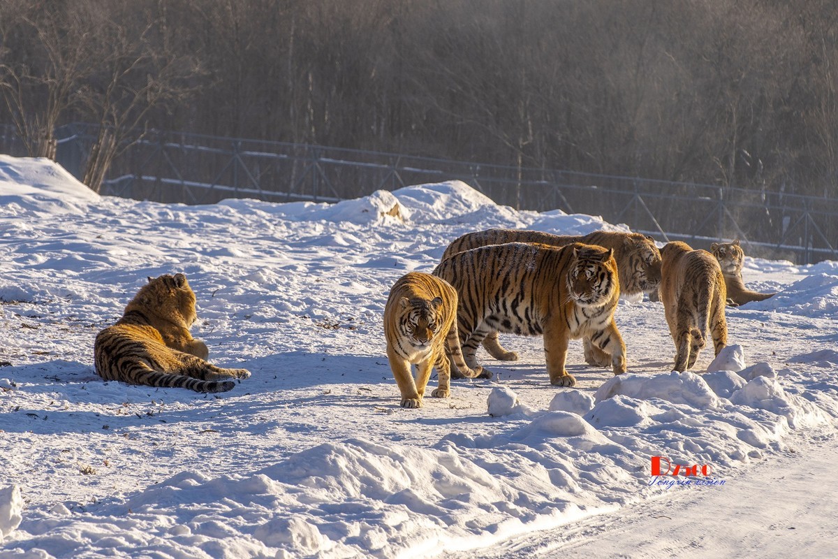 东北虎林园（46）