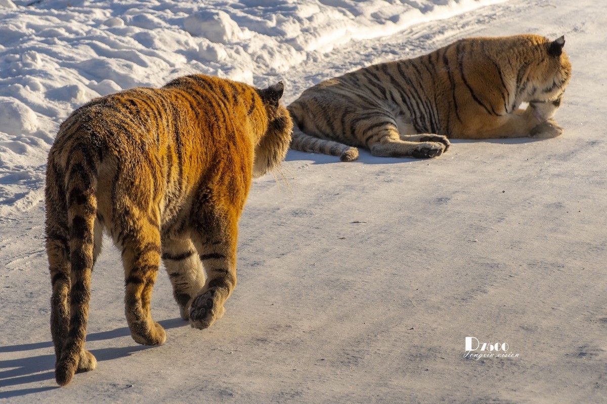 东北虎林园（46）