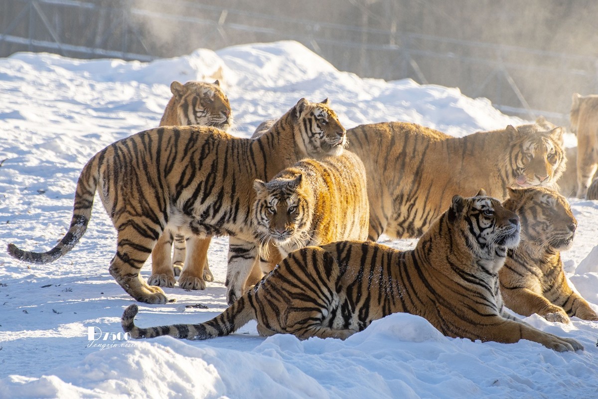 东北虎林园（46）