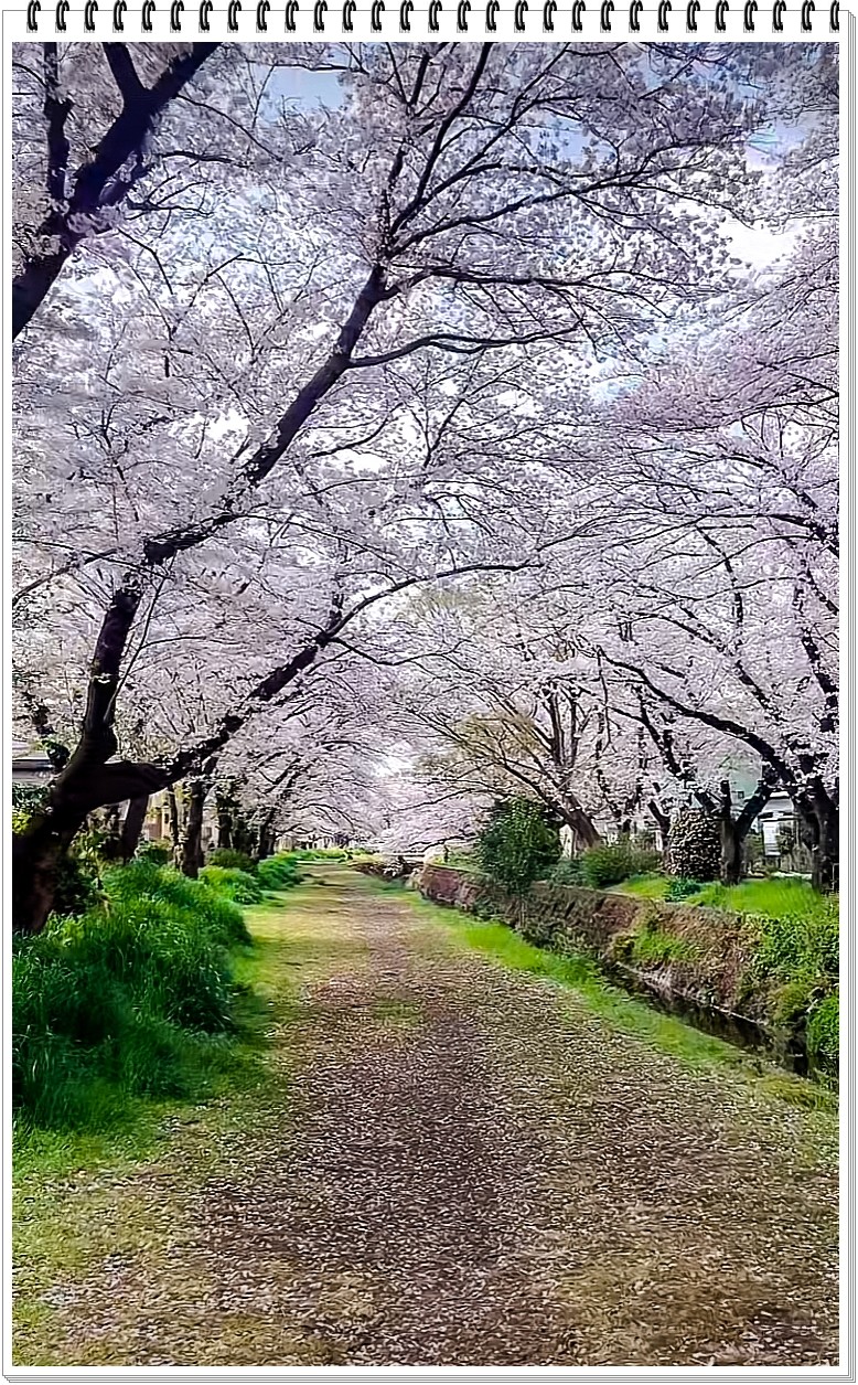 2025年- 樱花季纪实抓拍-0300