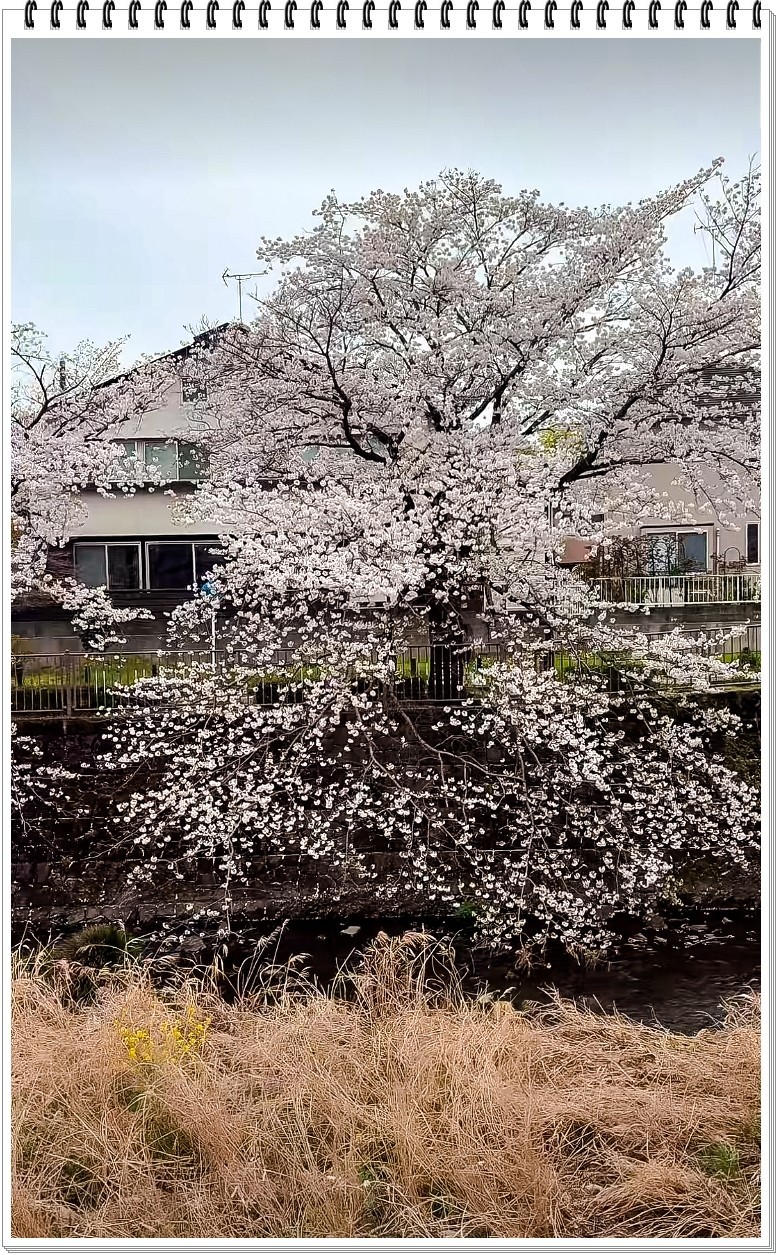 2025年- 樱花季纪实抓拍-0301