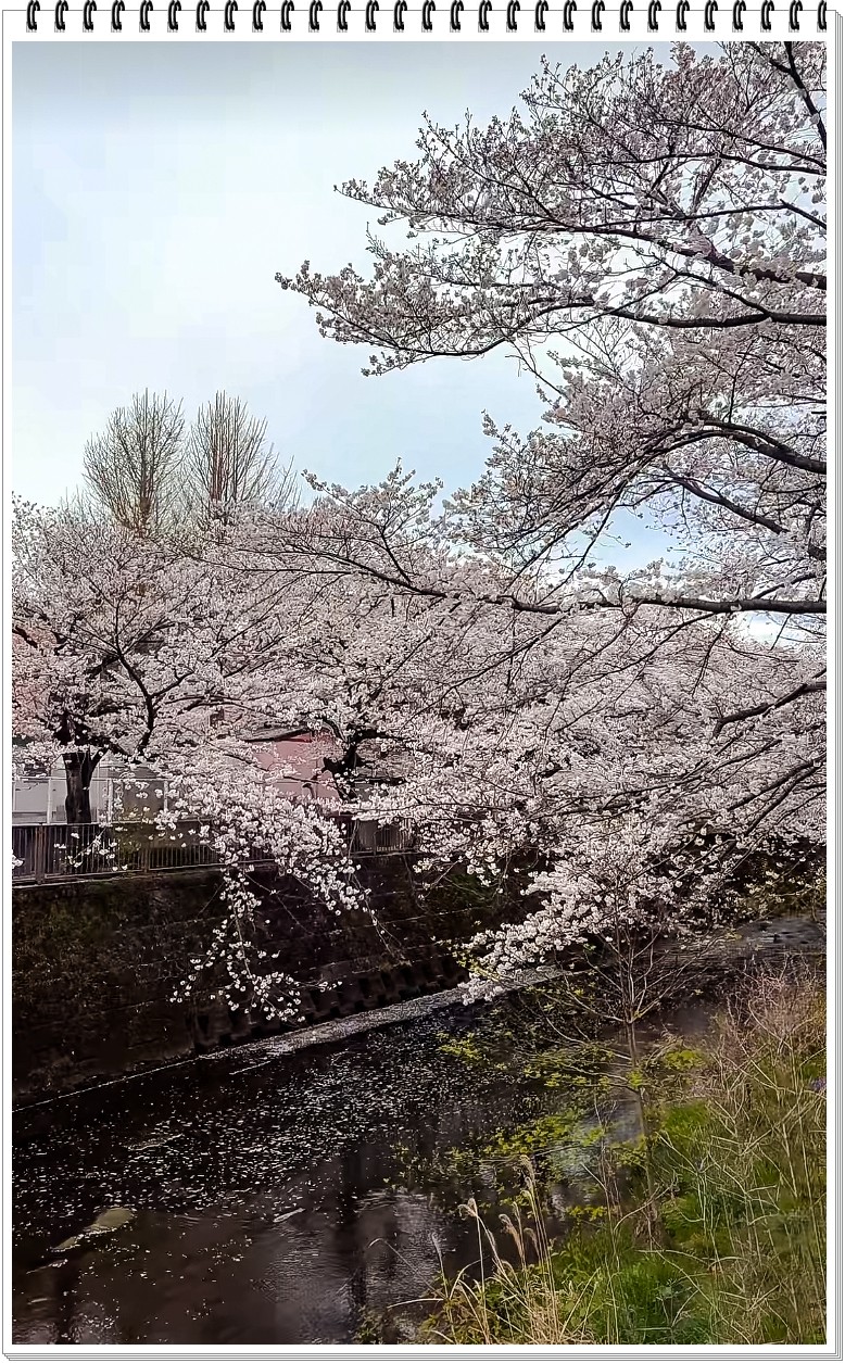 2025年- 樱花季纪实抓拍-0301