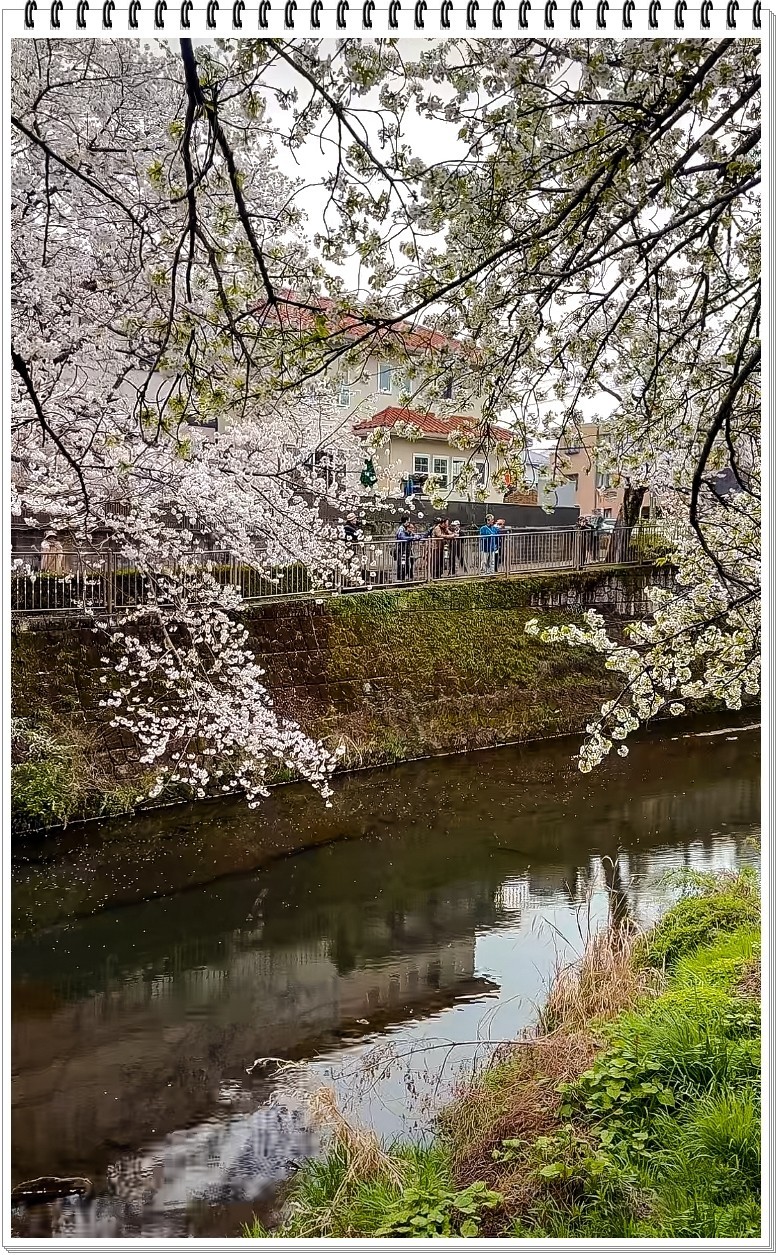 2025年- 樱花季纪实抓拍-0301