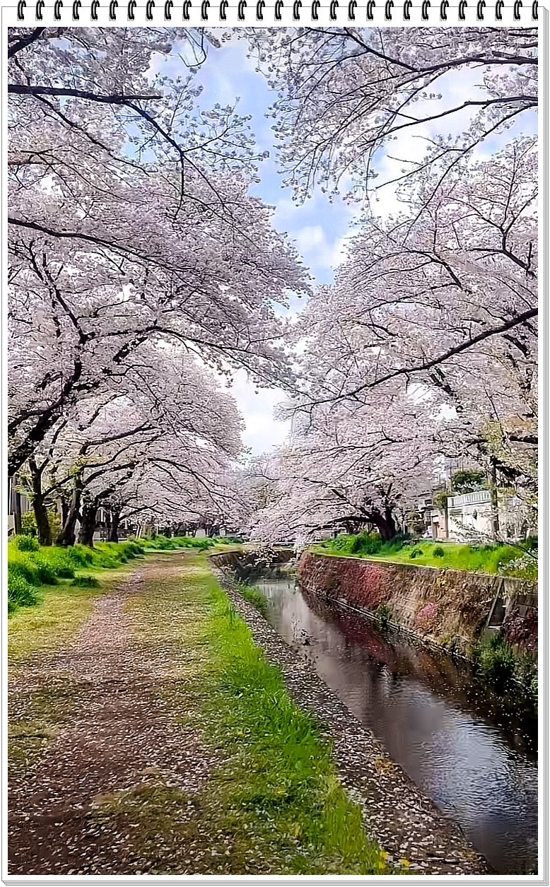 2025年- 樱花季纪实抓拍-0301