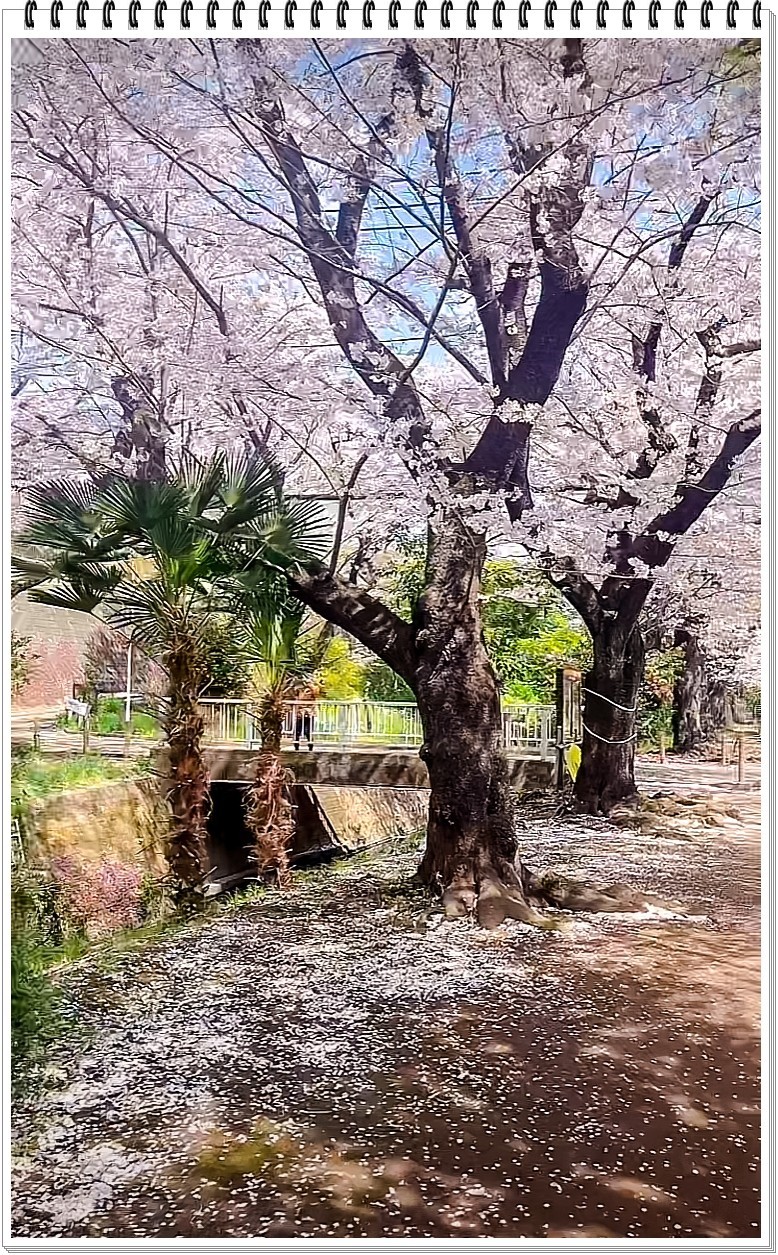 2025年- 樱花季纪实抓拍-0301