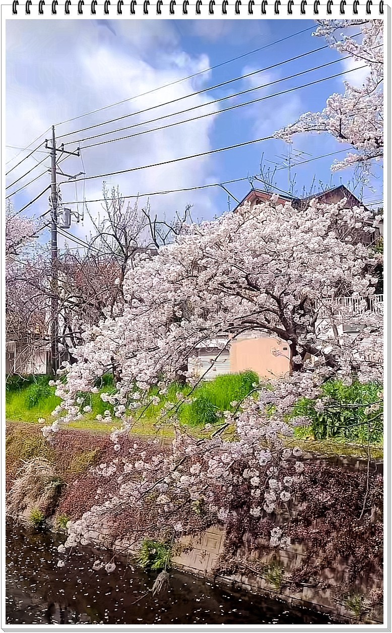 2025年- 樱花季纪实抓拍-0301