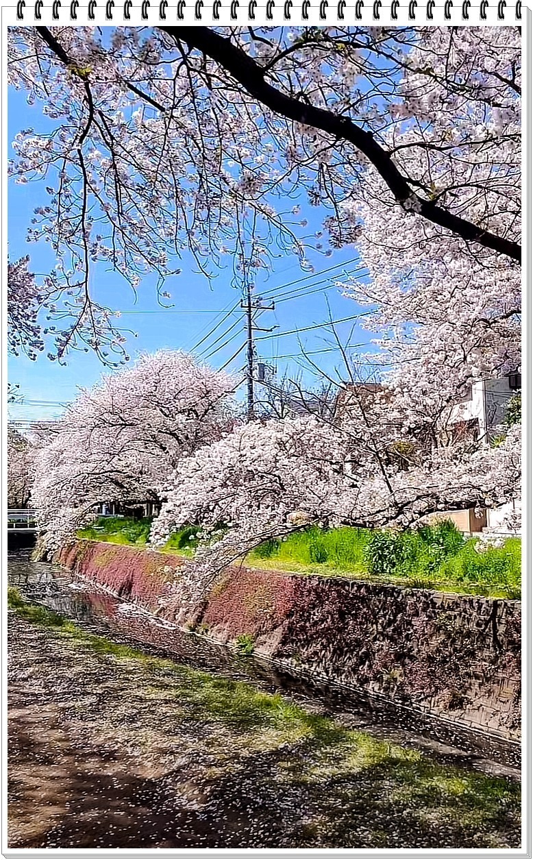 2025年- 樱花季纪实抓拍-0301