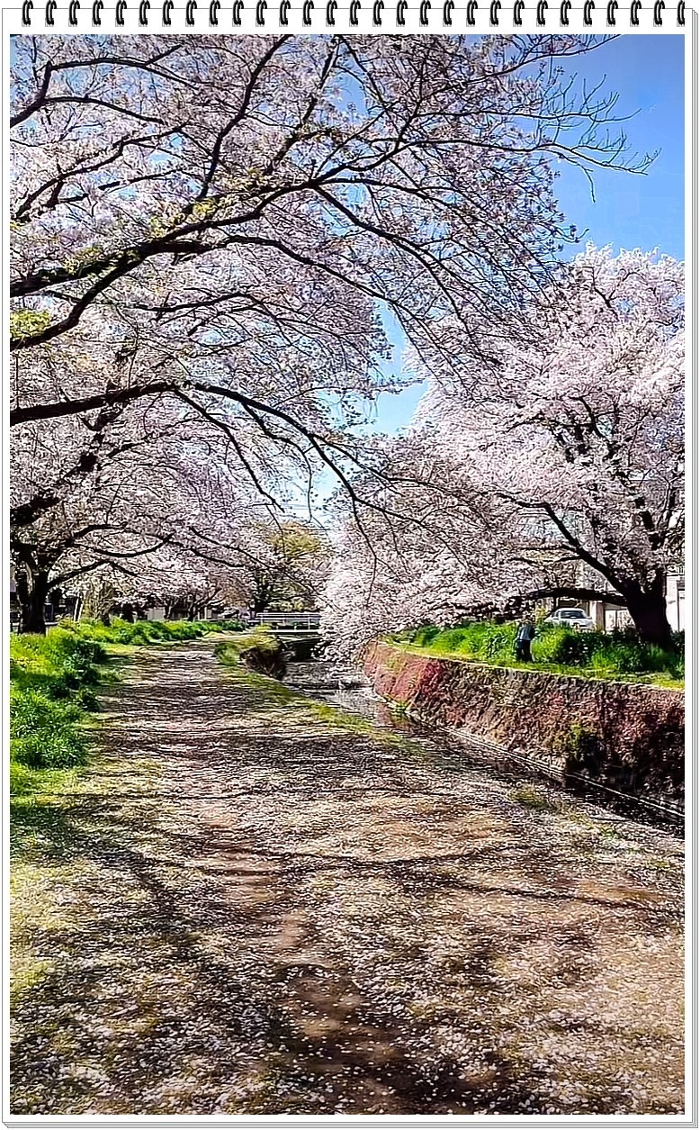 2025年- 樱花季纪实抓拍-0301