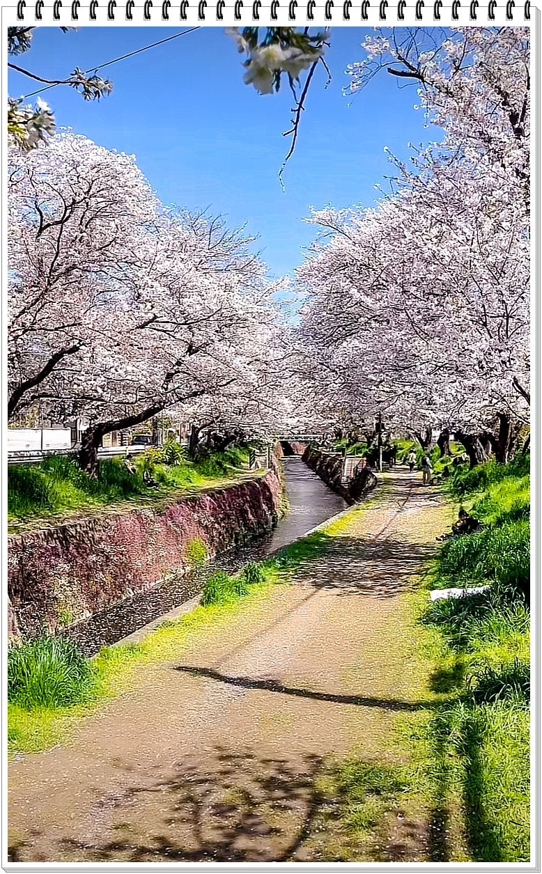 2025年- 樱花季纪实抓拍-0301