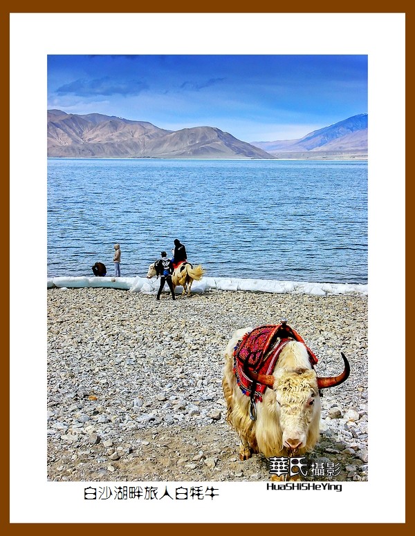 2023西行游记（新疆098）—白沙湖畔旅人白牦牛（喀什）