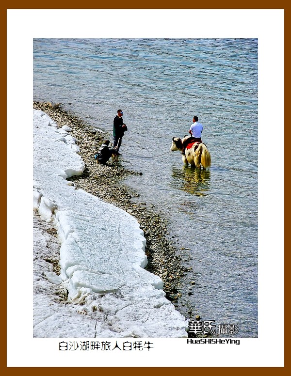 2023西行游记（新疆098）—白沙湖畔旅人白牦牛（喀什）