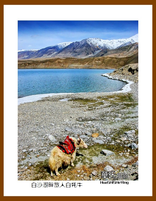 2023西行游记（新疆098）—白沙湖畔旅人白牦牛（喀什）