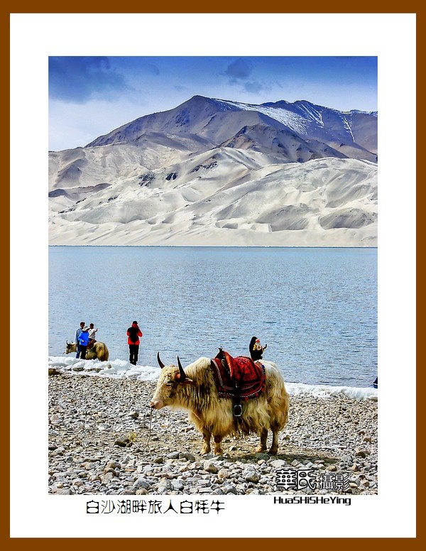 2023西行游记（新疆098）—白沙湖畔旅人白牦牛（喀什）