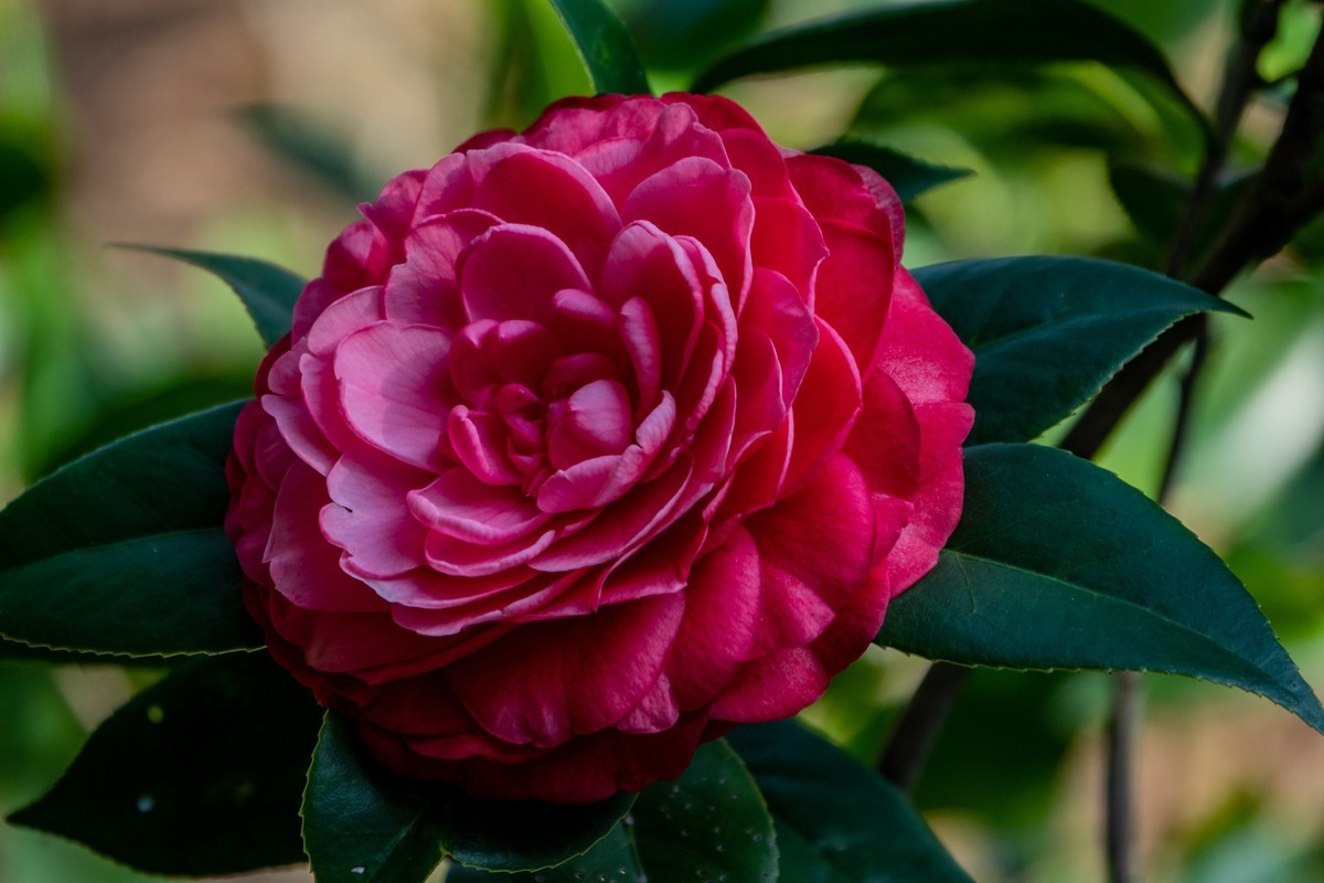 花枝招展（377）