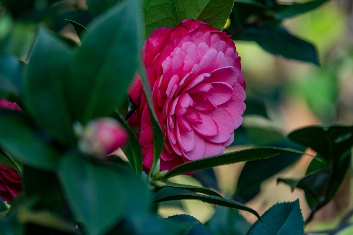 花枝招展（377）