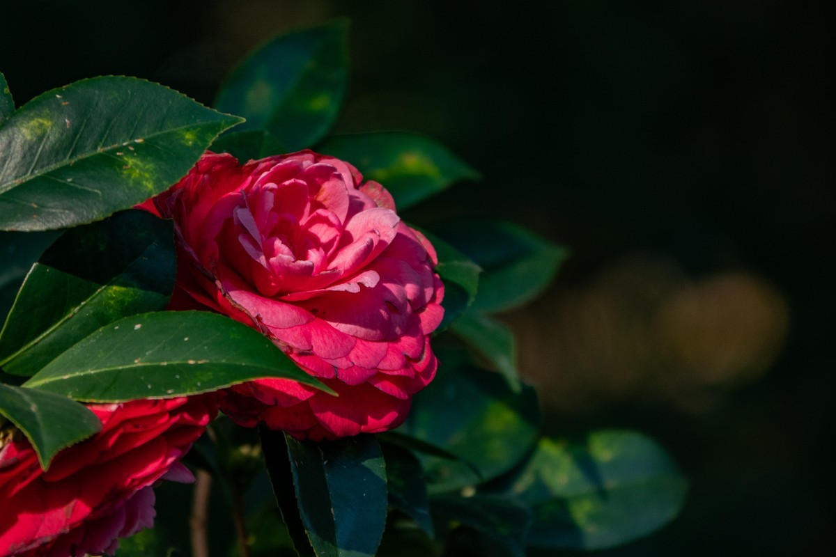 花枝招展（377）