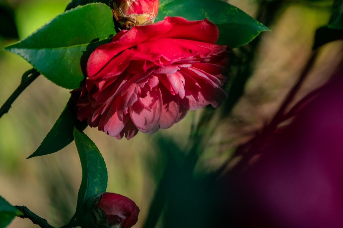 花枝招展（377）