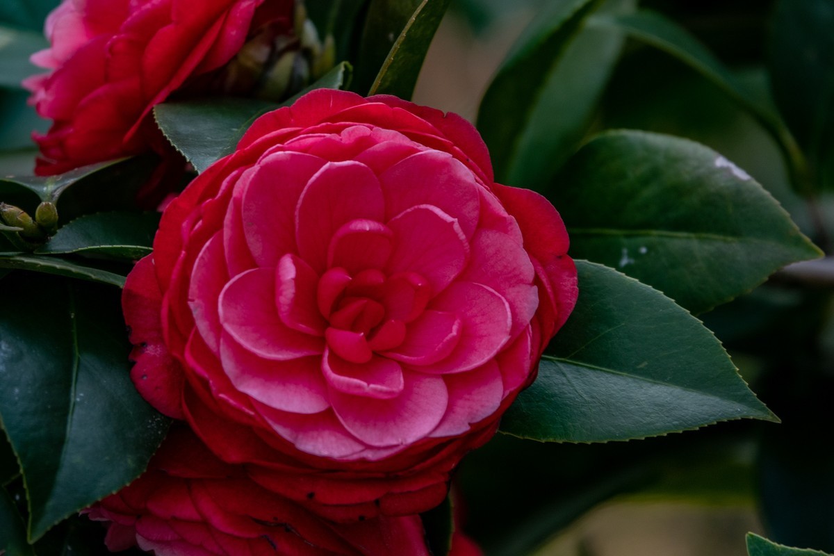 花枝招展（377）